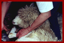 maude shearing